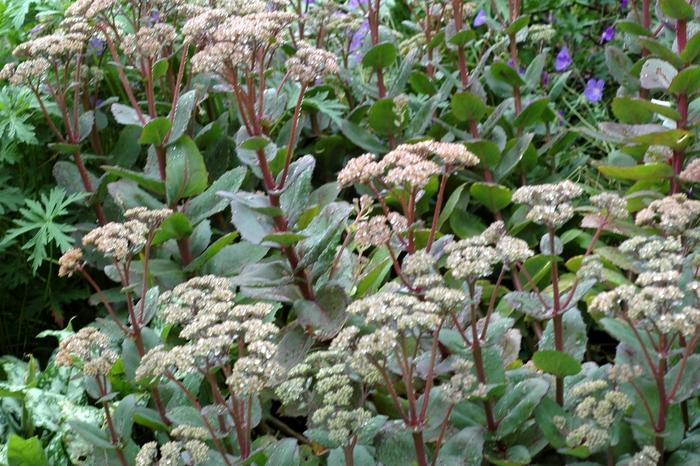 Sedum telephium Matrona