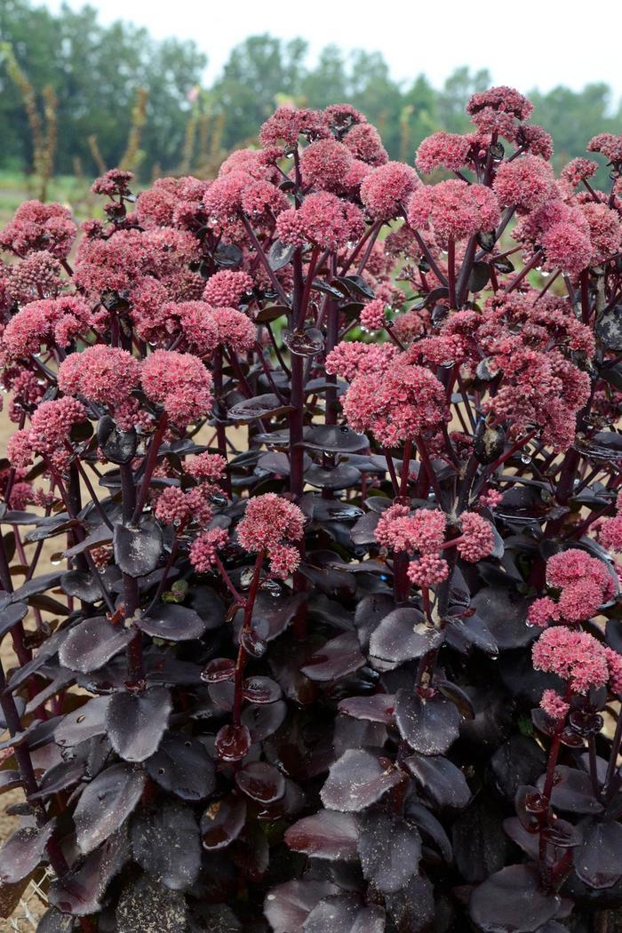 Sedum Night Embers