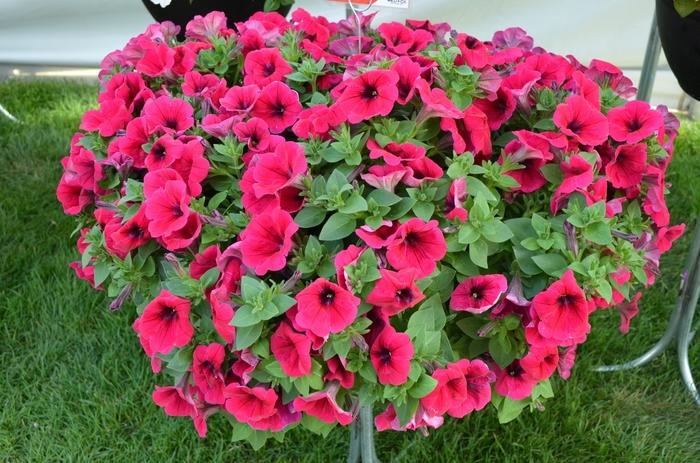 Sempervivum Red Rubin