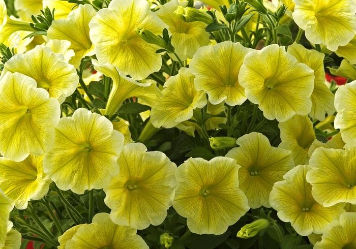 Syringa pubescens ssp. patula Miss Kim