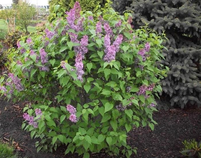 Syringa vulgaris Tiny Dancer&trade;