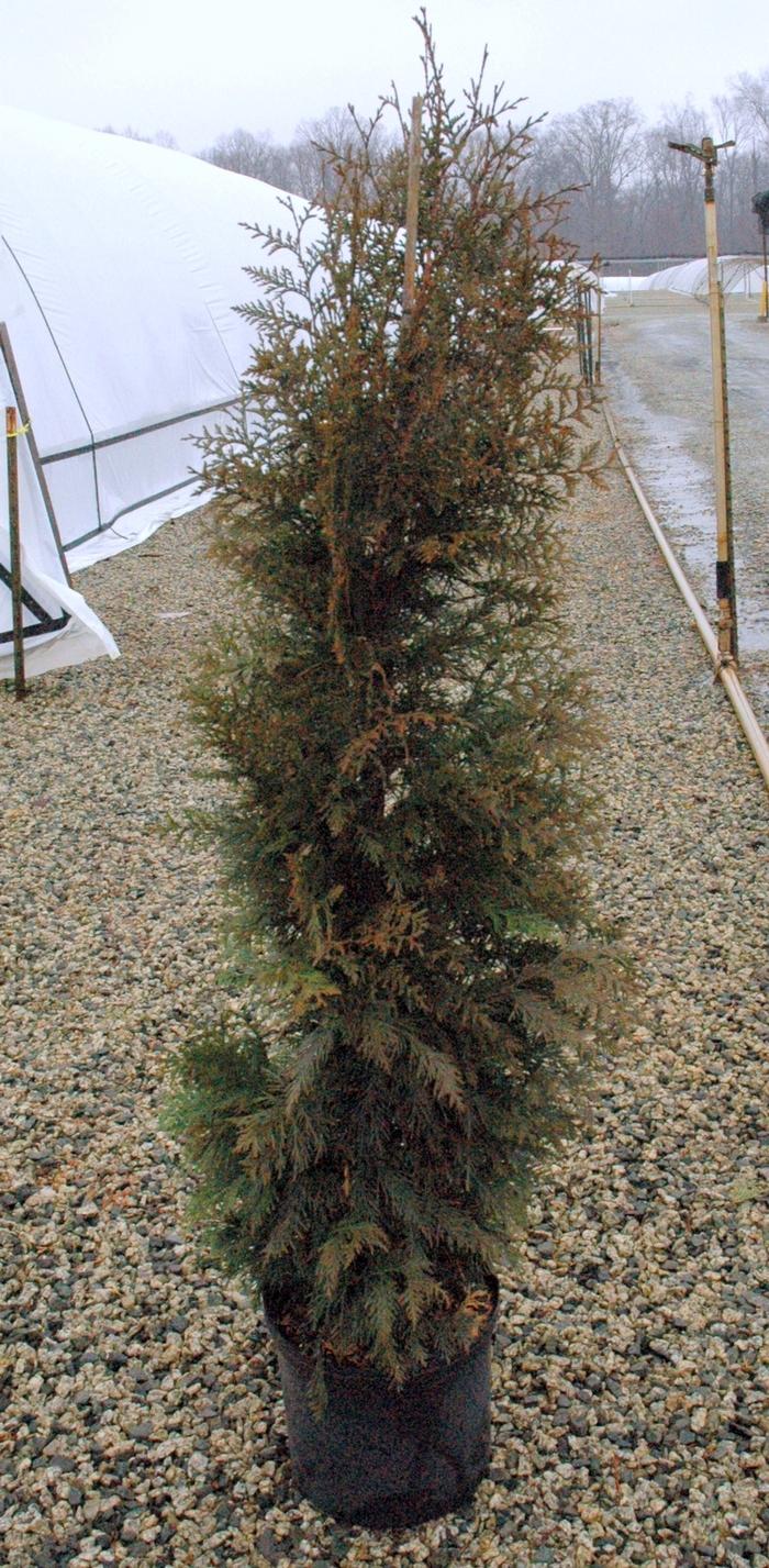 Thuja plicata Steeplechase
