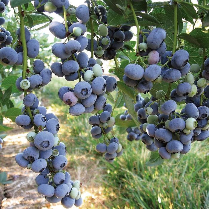 Vaccinium corymbosum Liberty