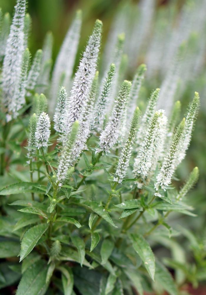 Veronica spicata Snow Candles