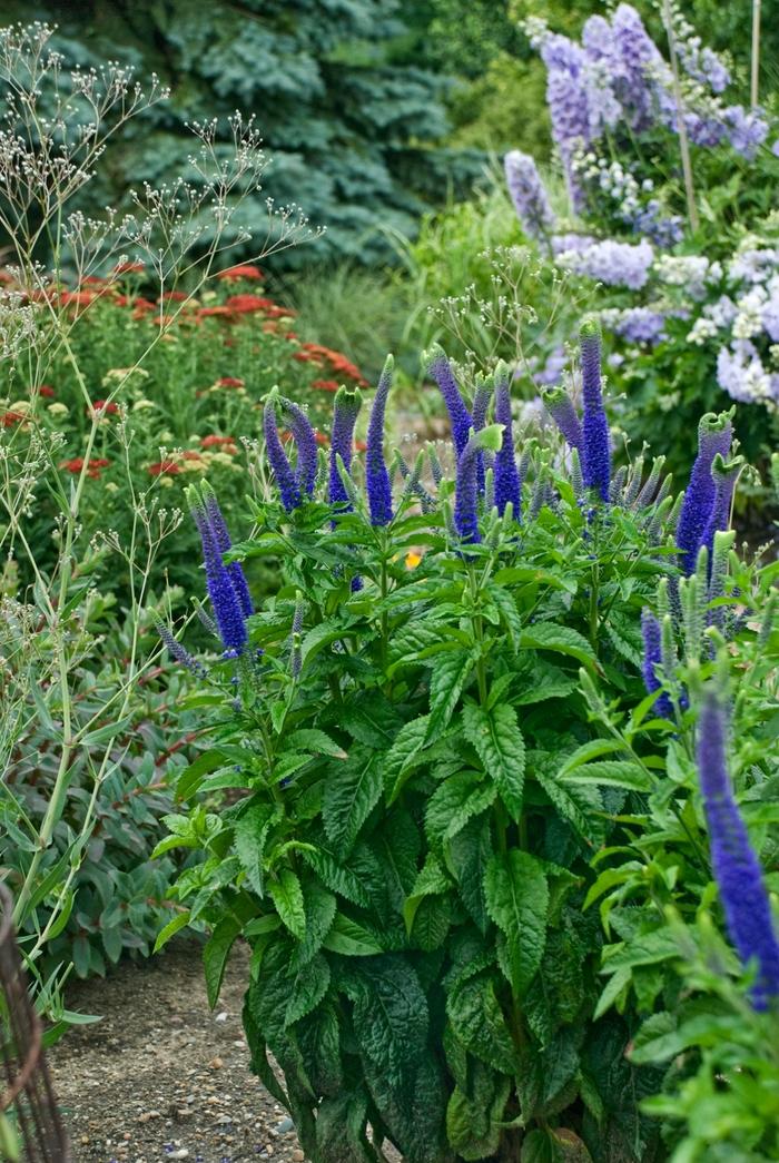 Veronica Sunny Border Blue