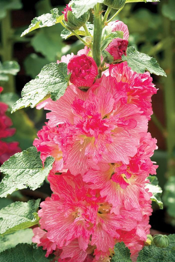 Buddleia davidii Lucy's Dream