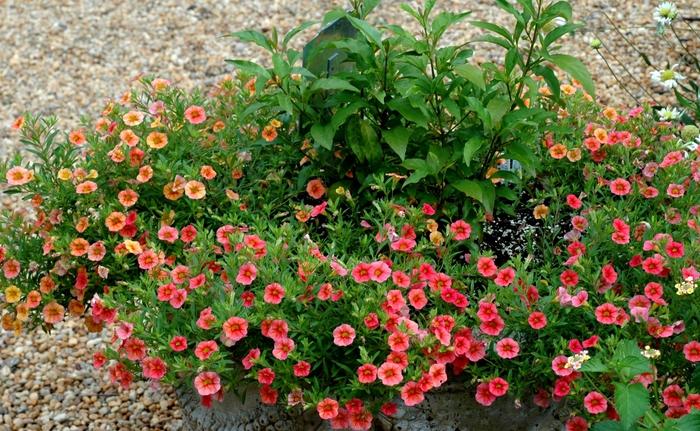 Wisteria macrostachya Blue Moon