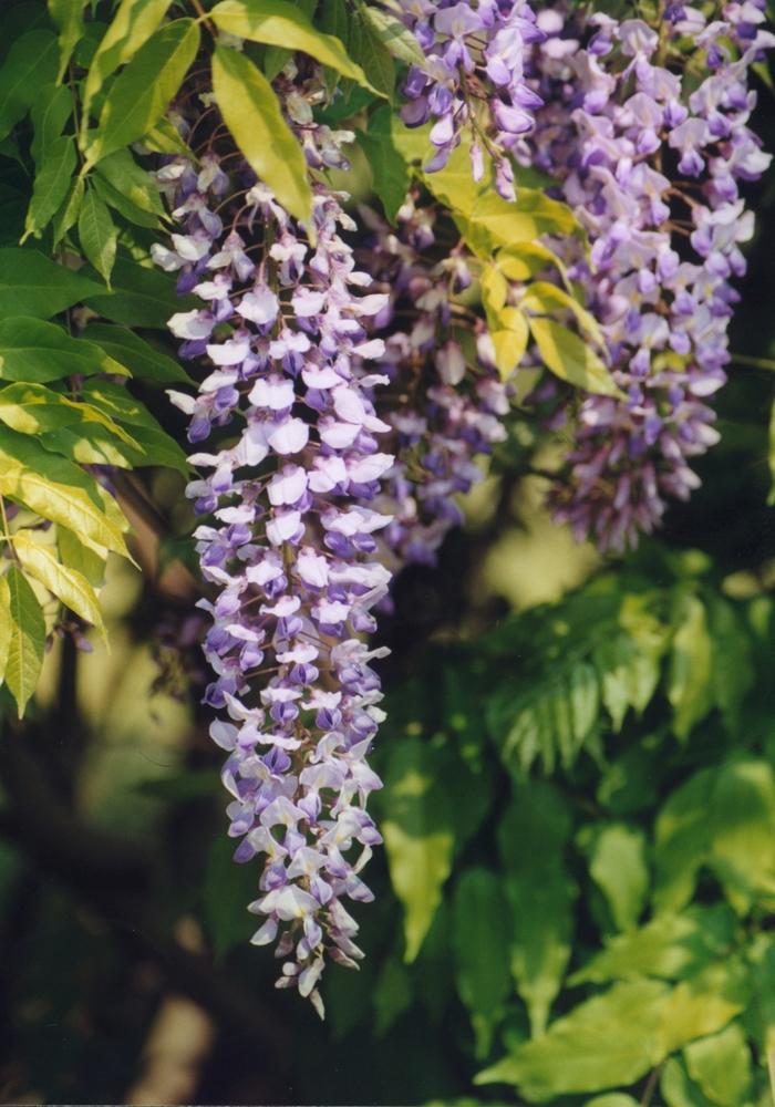 Wisteria sinensis 