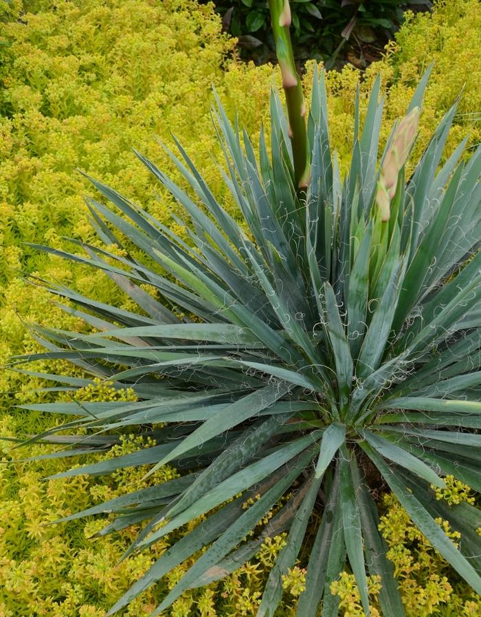 Yucca filamentosa Excalibur
