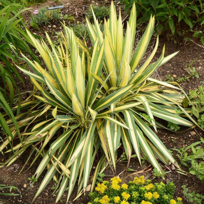 Yucca filamentosa Golden Sword