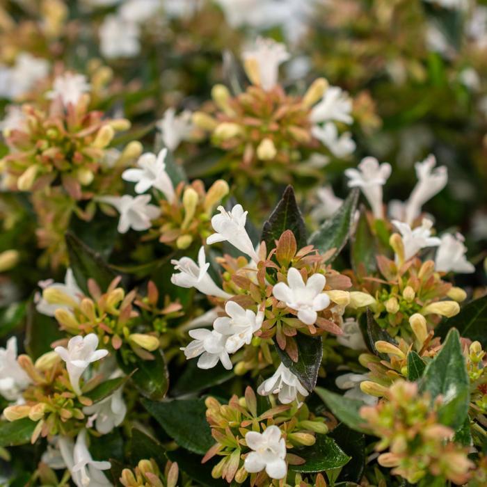 Abelia Apple Perfection&trade;