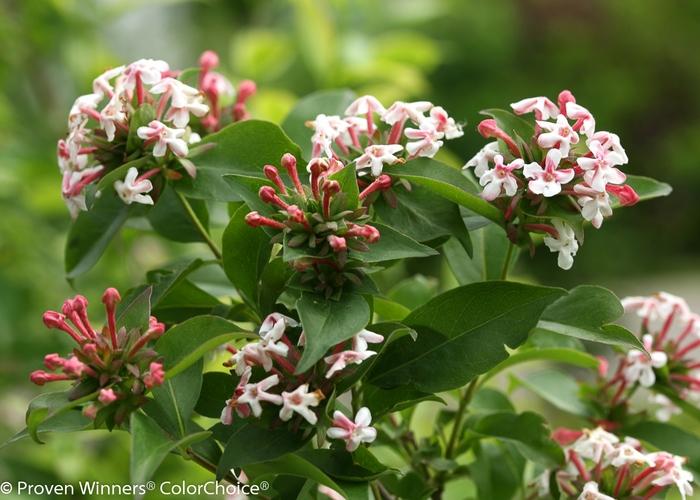 Abelia mosanensis Sweet Emotion&reg;