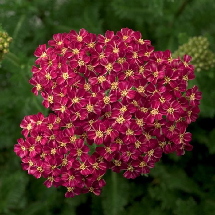 Achillea Desert Eve&trade; Deep Rose
