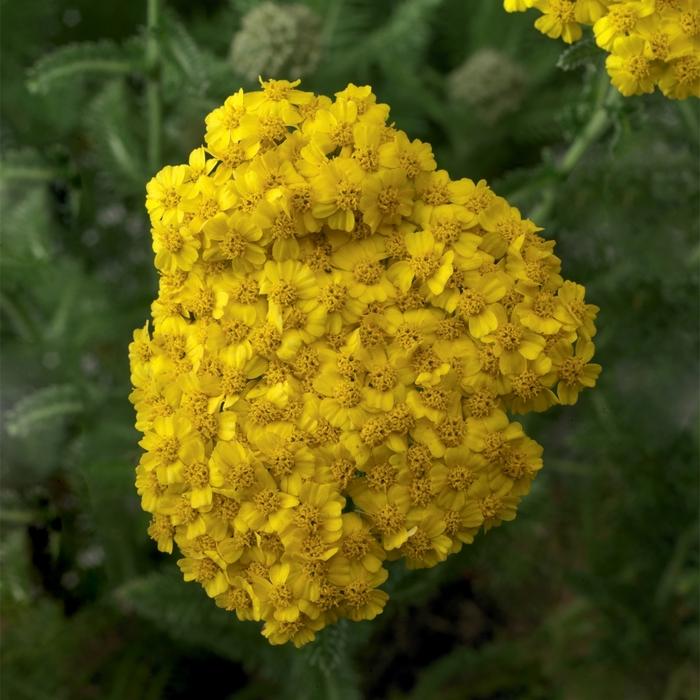 Achillea Desert Eve&trade; Yellow