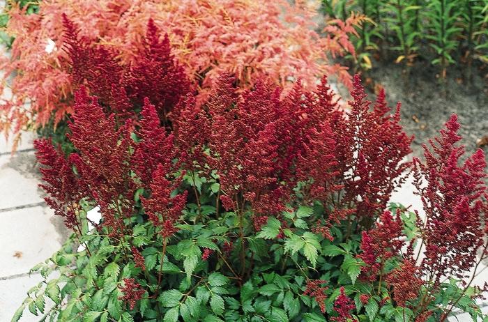 Astilbe japonica Elisabeth van Veen