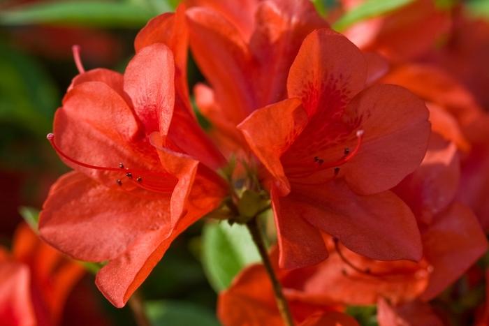 Rhododendron Encore&reg; Autumn Bravo&reg'