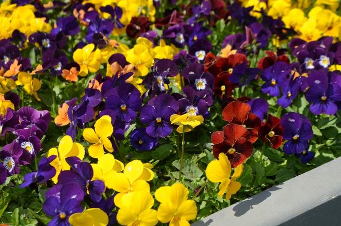 Rhododendron Encore&reg; Autumn Majesty