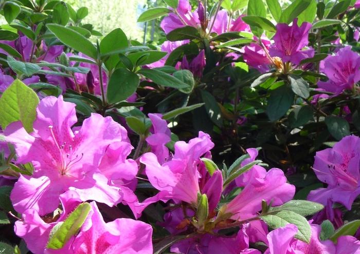 Rhododendron Encore&reg; Autumn Royalty&reg;
