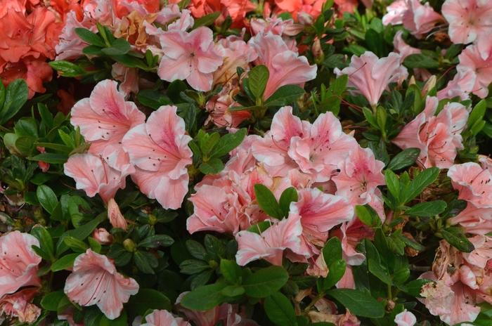 Rhododendron Encore&reg; Autumn Sunburst&reg;