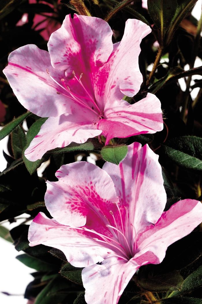 Rhododendron Encore&reg; Autumn Twist&reg;