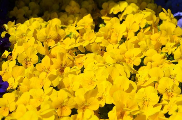 Rhododendron Hershey's Pink