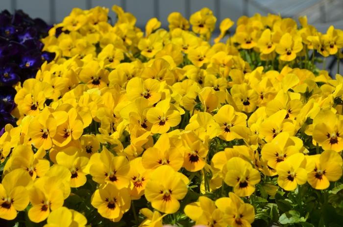 Rhododendron Kurume hybrid Hershey's Red