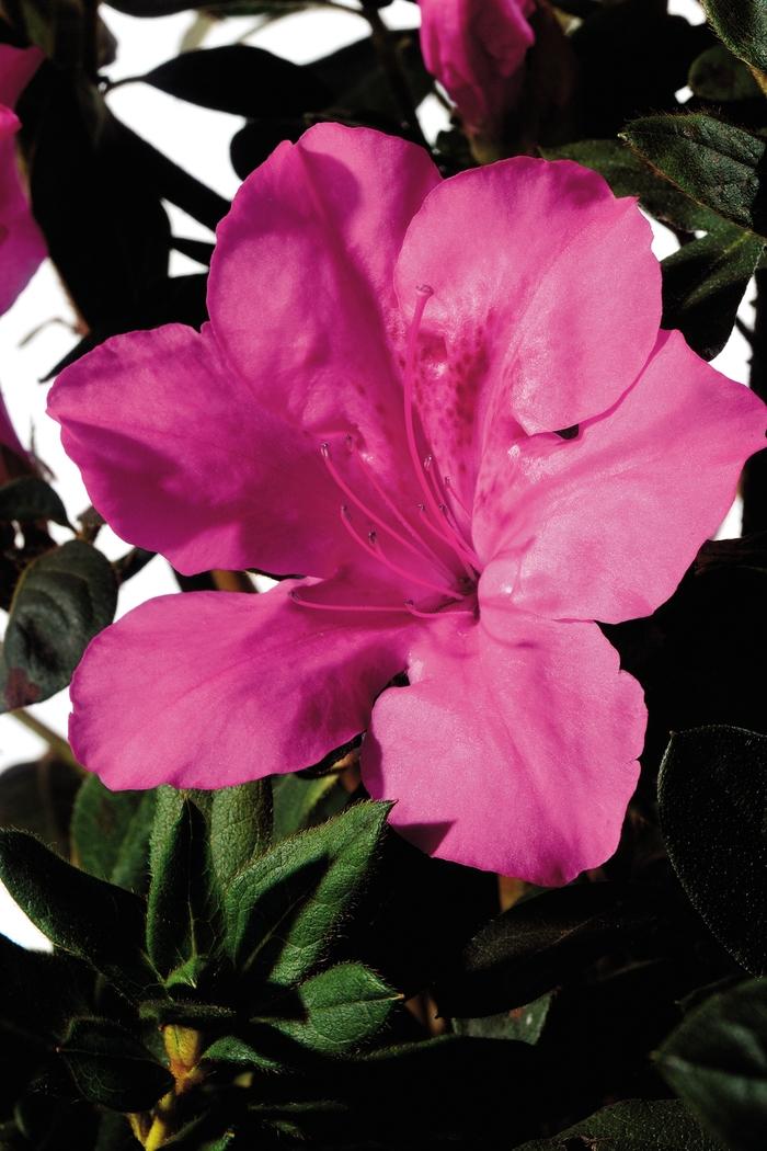 Rhododendron Encore&reg; Autumn Sangria&reg;