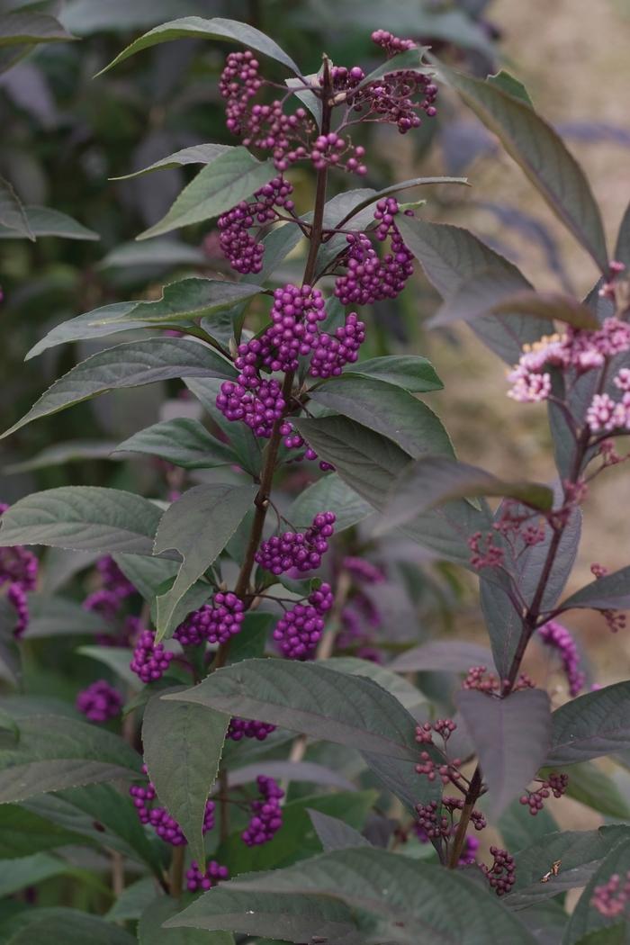 Callicarpa Purple Pearls&reg;