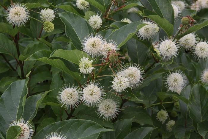 Cephalanthus occidentalis Magical&reg; Moonlight