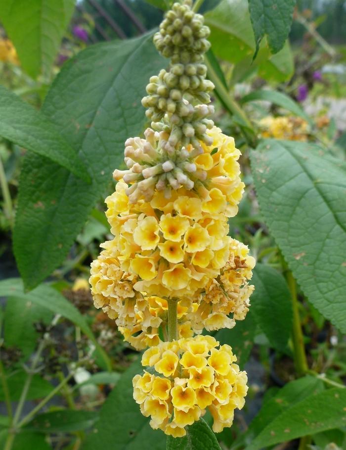 Buddleia x weyeriana Honeycomb