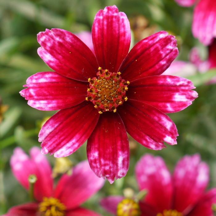 Coreopsis verticillata Permathread™ Cherry Blast