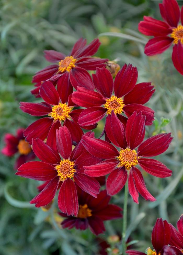 Coreopsis Permathread&trade; Red Satin