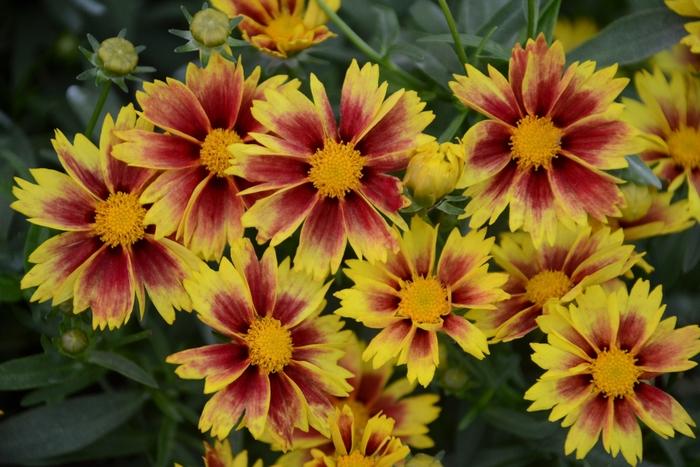 Coreopsis L'il Bang&trade; Enchanted Eve