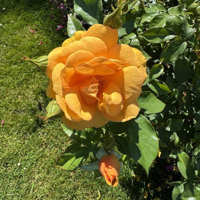 Coreopsis Satin & Lace&trade; Peach Sparkle