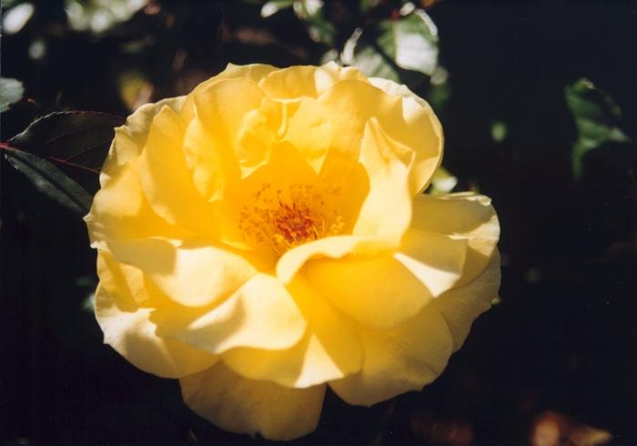 Coreopsis Satin & Lace&trade; Razzle Dazzle