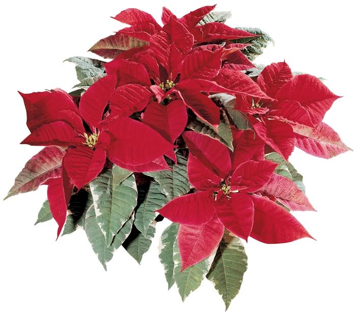 Cornus Variegated Stellar Pink&reg;