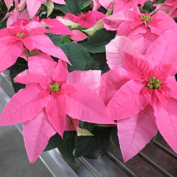 Cornus kousa Scarlet Fire&reg;