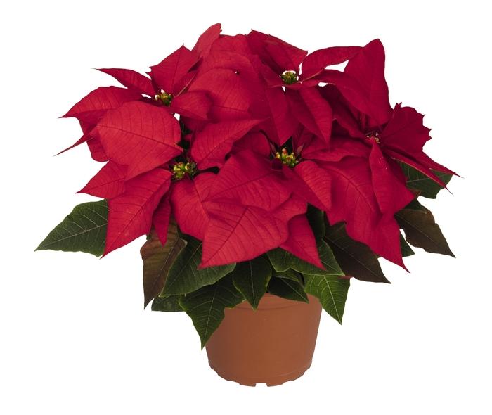 Cotinus coggygria Velveteeny&trade;