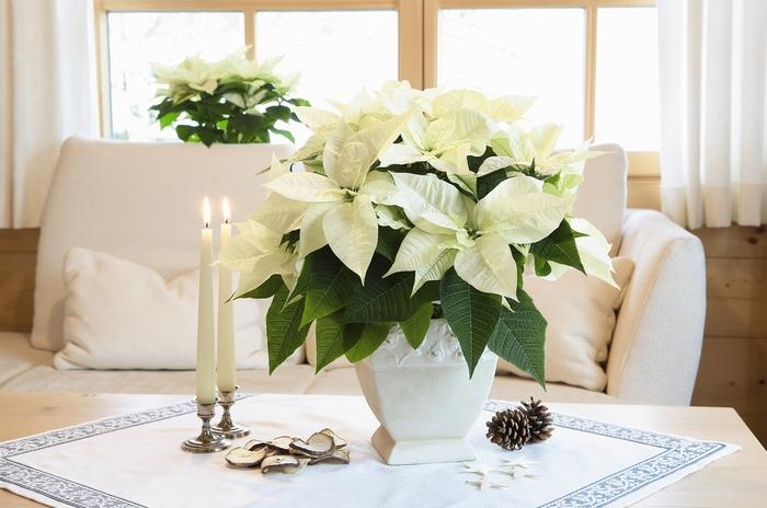 Cytisus scoparius Madame Butterfly