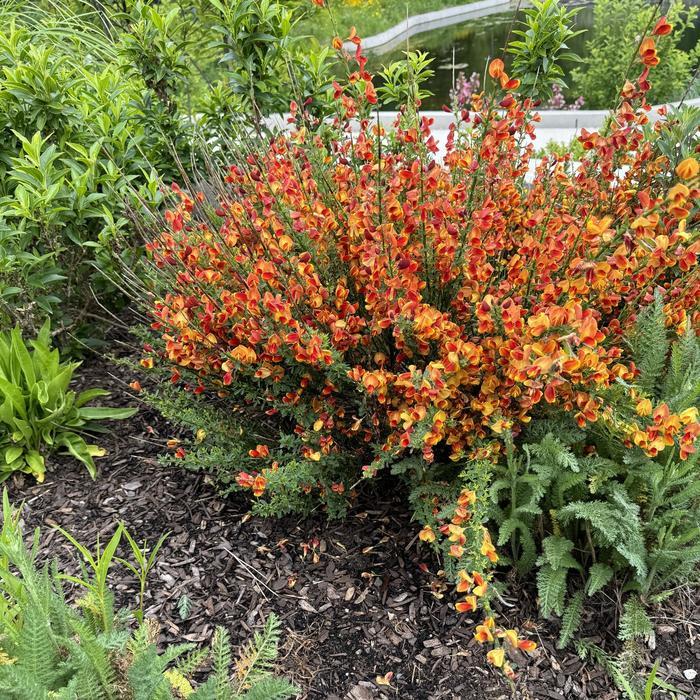 Cytisus scoparius Burkwoodii