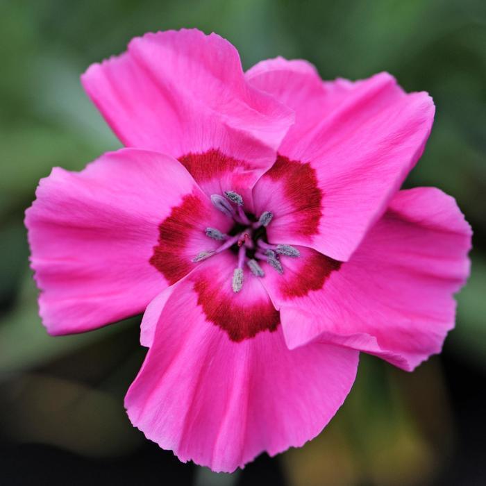 Dianthus allwoodii American Pie&reg; Bumbleberry Pie