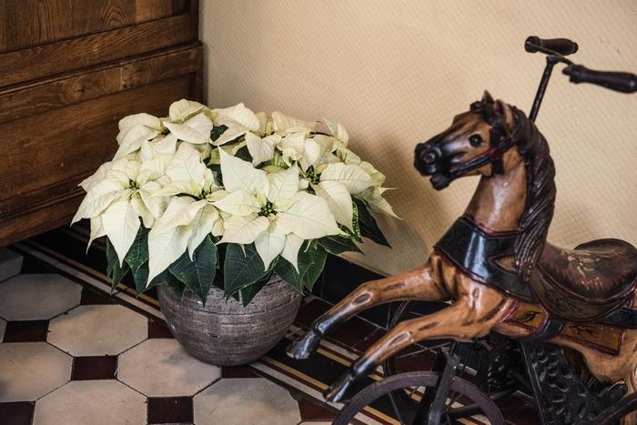 Dianthus Everbloom&trade; Plum Glory