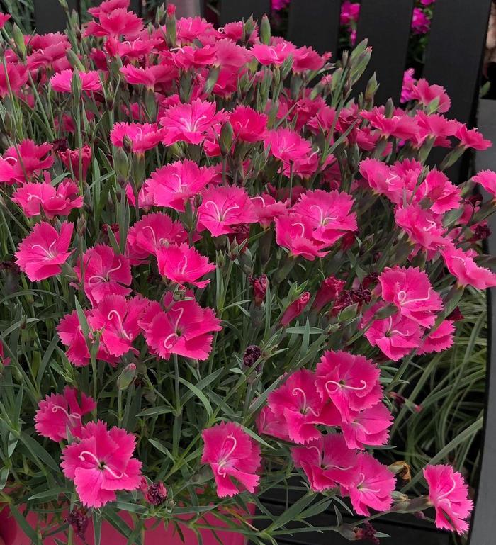 Dianthus Vivid&trade; Bright Light