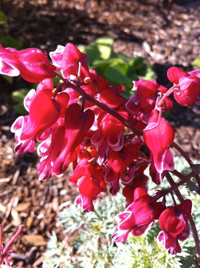 Dicentra Burning Hearts