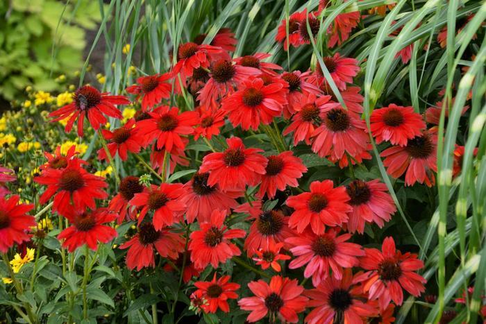 Echinacea Sombrero&reg; Salsa Red