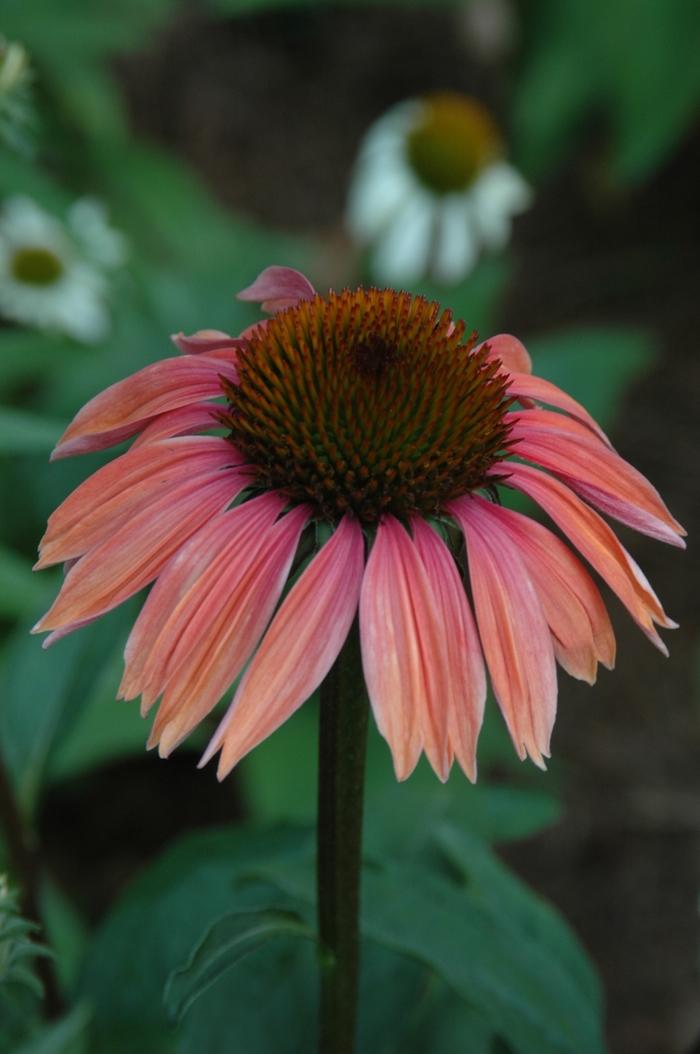 Echinacea purpurea Big Sky&trade; Summer Sky