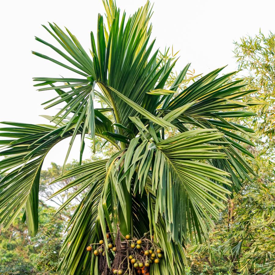 Adonidia merrillii - Christmas Palm
