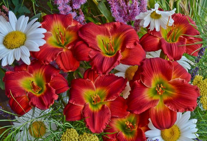 Hemerocallis Happy Ever Appster&trade; Red Hot Returns