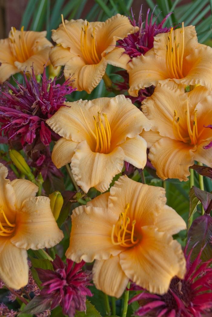 Hemerocallis Apricot Sparkles