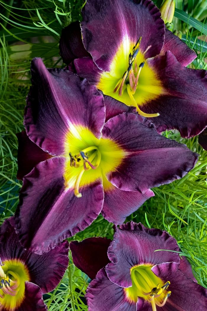 Hemerocallis Bela Lugosi
